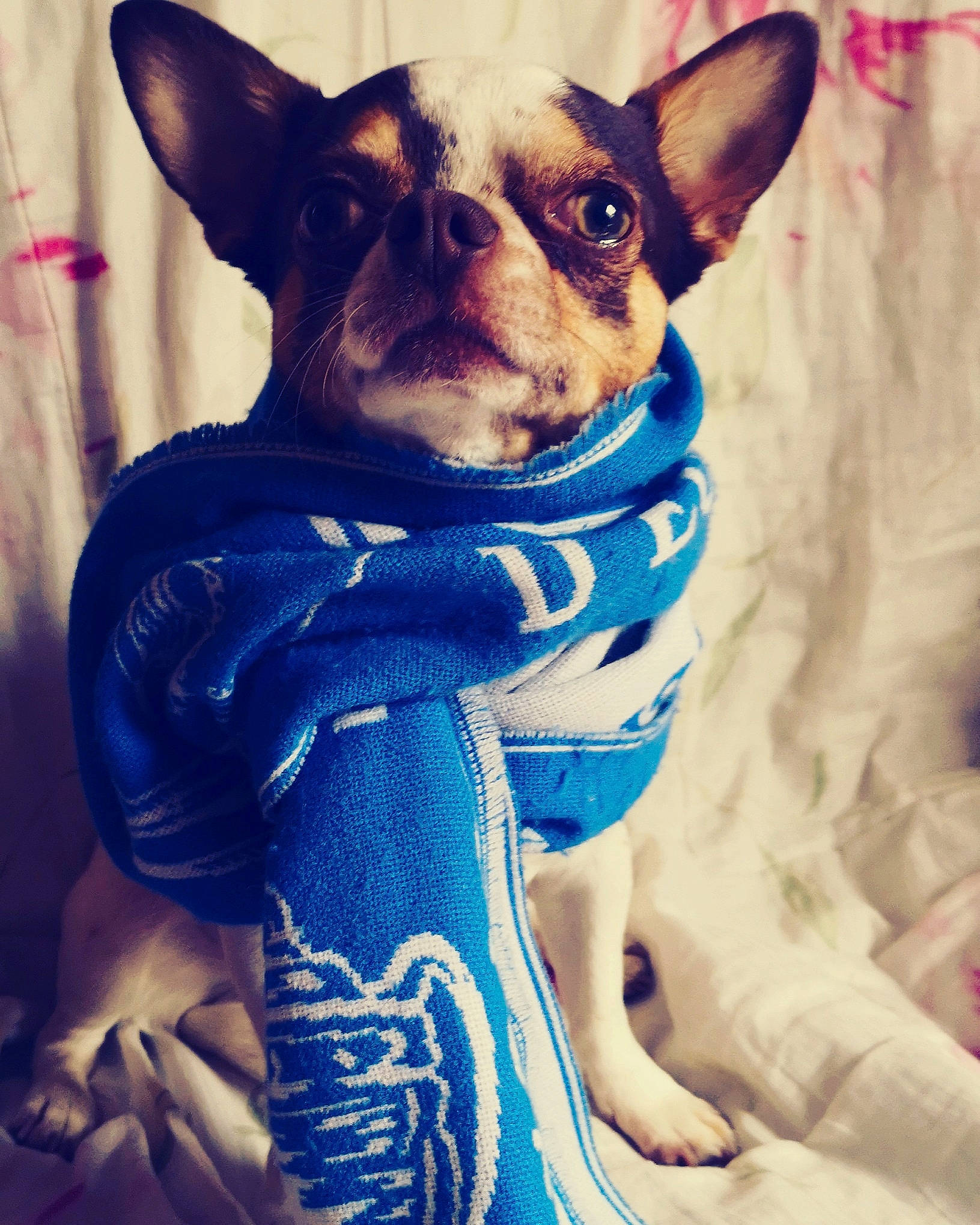 Mr Poilu participe au concours pour gagner de l'argent avec cette photo : canidae, carnivore, cat, chihuahua, companion_dog, cool, dog, dog_breed, dog_clothes, ear, english_toy_terrier, mammal, puppy, rat_terrier, russkiy_toy, snout, teddy_roosevelt_terrier, toy_dog, toy_fox_terrier, whiskers