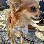 Toutou participe au concours pour gagner de l'argent avec cette photo : dog, bow_tie, leash, outdoor, pavement, furry, small_dog, curious, sunlight, shadow, pet, animal, fluffy, closeup, side_view, collar, walking, people, footwear, social_gathering