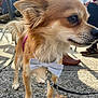 dog, bow_tie, leash, outdoor, pavement, furry, small_dog, curious, sunlight, shadow, pet, animal, fluffy, closeup, side_view, collar, walking, people, footwear, social_gathering