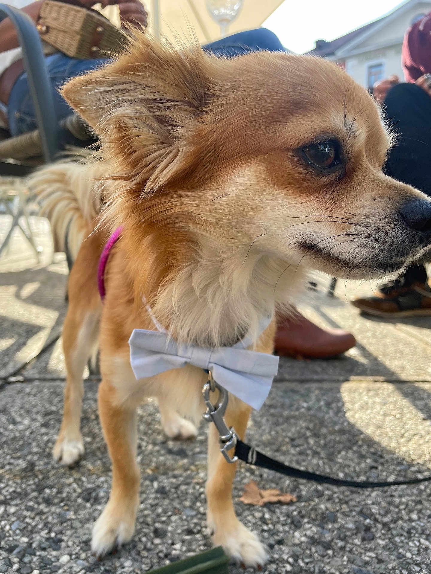 Toutou participe au concours pour gagner de l'argent avec cette photo : dog, bow_tie, leash, outdoor, pavement, furry, small_dog, curious, sunlight, shadow, pet, animal, fluffy, closeup, side_view, collar, walking, people, footwear, social_gathering