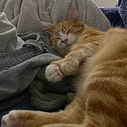 Oliver a rejoint le concours — aidez-le/la à gagner de superbes lots ! abyssinian, animal, architecture, bed, blanket, building, cat, chair, couch, furniture, homedecor, indoors, kitten, linen, livingroom, manx, person, pet, room, sleeping