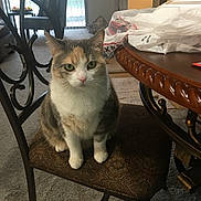 Piper is registered to the contest to win money with this photo: cat, chair, indoor, carpet, table, plastic_bag, window, curtain, cushion, furniture, pet, animal, domestic, living_room, green_eyes, looking, sitting, brown, white, gray