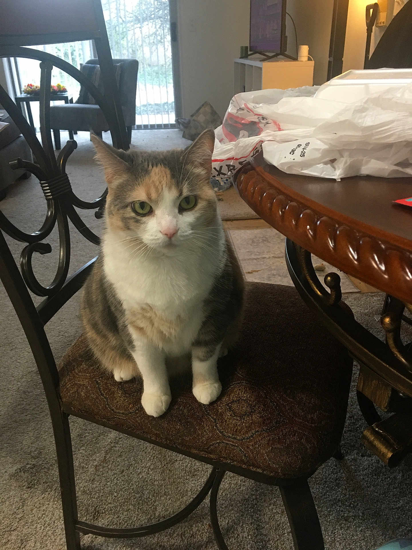 Piper