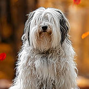 Sally participe au concours pour gagner de l'argent avec cette photo : dog, long_hair, autumn, leaves, fall, outdoor, nature, bokeh, forest, pet, animal, portrait, sitting, fur, cute, seasonal, brown, orange, white, black