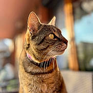 Molly a rejoint le concours — aidez-le/la à gagner de superbes lots ! cat, tabby, pet, animal, whiskers, ears, fur, collar, domestic, close_up, portrait, side_view, outdoor, sunlight, blurred_background, yellow_eyes, feline, cute, mammal, curious