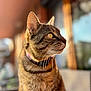 cat, tabby, pet, animal, whiskers, ears, fur, collar, domestic, close_up, portrait, side_view, outdoor, sunlight, blurred_background, yellow_eyes, feline, cute, mammal, curious