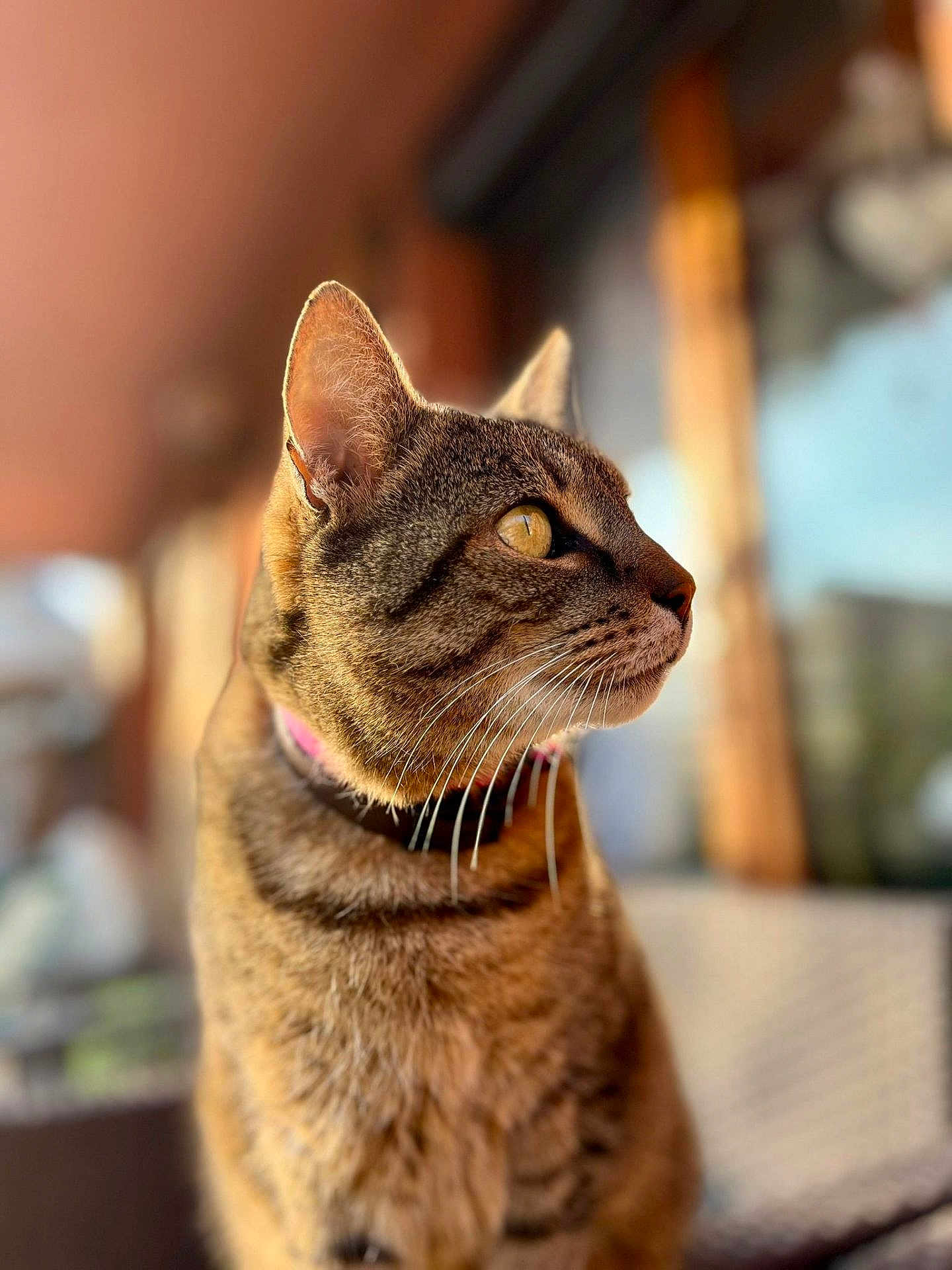 Molly a rejoint le concours — aidez-le/la à gagner de superbes lots ! cat, tabby, pet, animal, whiskers, ears, fur, collar, domestic, close_up, portrait, side_view, outdoor, sunlight, blurred_background, yellow_eyes, feline, cute, mammal, curious