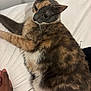 Ayla is registered to the contest to win money with this photo: cat, feline, pet, bed, white_bed_sheet, multicolored, fluffy, fur, animal, domestic_animal, relaxing, indoor, hand, curious, resting, whiskers, ears, tail, closeup, comfort