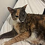 Ayla is registered to the contest to win money with this photo: cat, calico, pet, animal, feline, fur, bed, white_bed, laying_down, indoor, curious, whiskers, relaxed, cute, ears, paw, closeup, domestic_cat, sleepy, resting