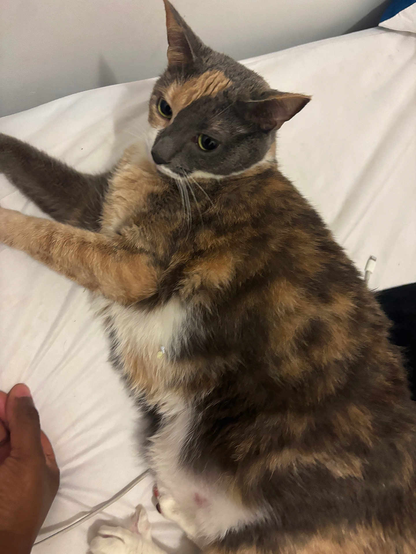 Ayla is registered to the contest to win money with this photo: cat, feline, pet, bed, white_bed_sheet, multicolored, fluffy, fur, animal, domestic_animal, relaxing, indoor, hand, curious, resting, whiskers, ears, tail, closeup, comfort