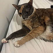Ayla joined the competition — help win amazing prizes! cat, calico_cat, pet, animal, feline, bed, white_sheet, paw, stretching, curious, indoor, fur, whiskers, relaxed, cute, hand, human, domestic, resting, cozy