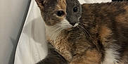Ayla joined the competition — help win amazing prizes! cat, calico_cat, pet, animal, bed, white_bed, fur, paw, relaxing, indoor, cute, stretching, mammal, whiskers, sleepy, domestic_animal, feline, cozy, resting, closeup