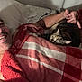 animal, bed, blanket, cat, checkered, comfort, cozy, happy, human, indoor, man, pet, pillow, pointing, red, relaxed, resting, smiling, tabby, white