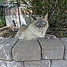 cat, blue_eyes, fluffy, outdoor, garden, stone_wall, sunlight, greenery, pet, animal, relaxed, nature, fur, mammal, laying, portrait, daylight, closeup, domestic_cat, whiskers