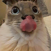 Mellow is registered to the contest to win money with this photo: cat, close_up, tongue_out, blue_eyes, fluffy, indoor, cat_tree, cute, pet, feline, funny_face, whiskers, nose, fur, animal, domestic_animal, playful, portrait, home, mammal