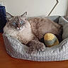 cat, blue_eyes, fluffy, pet_bed, crocheted_toy, indoor, feline, resting, curious, cozy, fur, whiskers, paws, home, table, relaxed, animal, cute, domestic, mammal