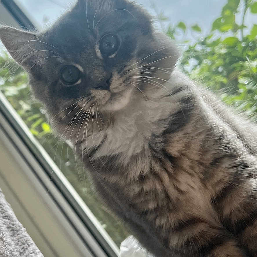 Elffen joined the competition — help win amazing prizes! animal, cat, closeup, cozy, curious, domestic, ears, eyes, face, fluffy, fur, greenery, houseplant, indoor, natural_light, pet, soft, tabby, whiskers, window