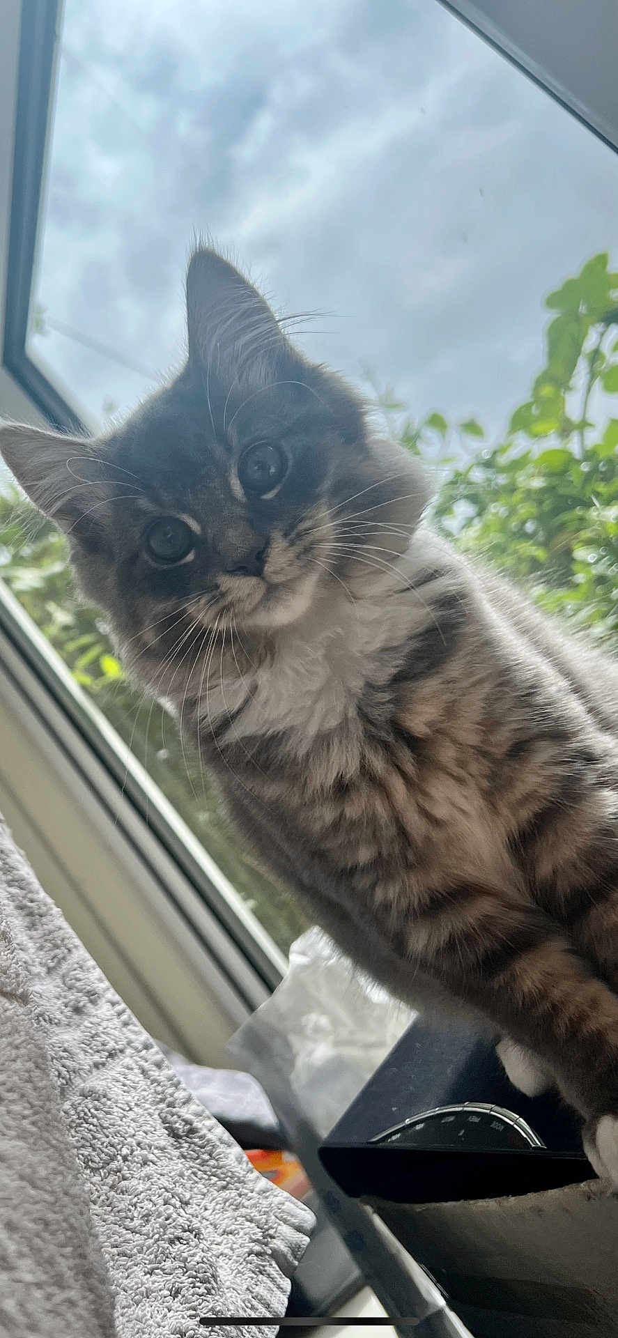 Elffen joined the competition — help win amazing prizes! cat, tabby, fluffy, indoor, window, curious, whiskers, fur, pet, animal, closeup, greenery, natural_light, domestic, face, ears, eyes, soft, cozy, houseplant