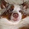 Morty is registered to the contest to win money with this photo: dog, puppy, fluffy, fur, white_fur, brown_fur, blue_merle, face, eyes, nose, ears, portrait, close_up, lying_down, blanket, cozy, indoors, pet, cute, surprised