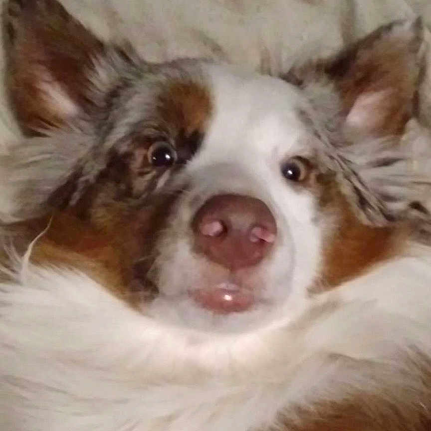 Morty is registered to the contest to win money with this photo: dog, puppy, fluffy, fur, white_fur, brown_fur, blue_merle, face, eyes, nose, ears, portrait, close_up, lying_down, blanket, cozy, indoors, pet, cute, surprised