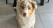 Oslo participe au concours pour gagner de l'argent avec cette photo : adorable, animal, brown, companion, curious, cute, dog, domestic, ears, floor, fur, indoor, looking_up, pet, puppy, sitting, tail, tile, white, young
