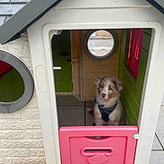 Oslo participe au concours pour gagner de l'argent avec cette photo : puppy, dog, playhouse, plastic, pink, green, door, harness, cute, pet, indoor, toy, colorful, animal, young_dog, floor, window, house, curious, sitting