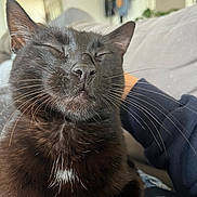 Puma participe au concours pour gagner de l'argent avec cette photo : black_cat, cat, pet, animal, feline, whiskers, close_up, relaxed, indoor, couch, fur, sleepy, domestic_animal, resting, cute, cozy, human_hand, companion, home