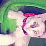 cat, kitten, fluffy, white_fur, color_point, blue_eyes, pet, pet_bed, collar, tag, indoors, portrait, close_up, upside_down, lying_down, green, pink, cozy, playful, furry
