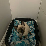 Pita is registered to the contest to win money with this photo: kitten, siamese_cat, pet_bed, blanket, blue_eyes, curious, indoor, floor, tile, corner, black_bed, small_cat, looking_up, cozy, feline, young_cat, domestic_animal, animal, resting_place, head_tilt