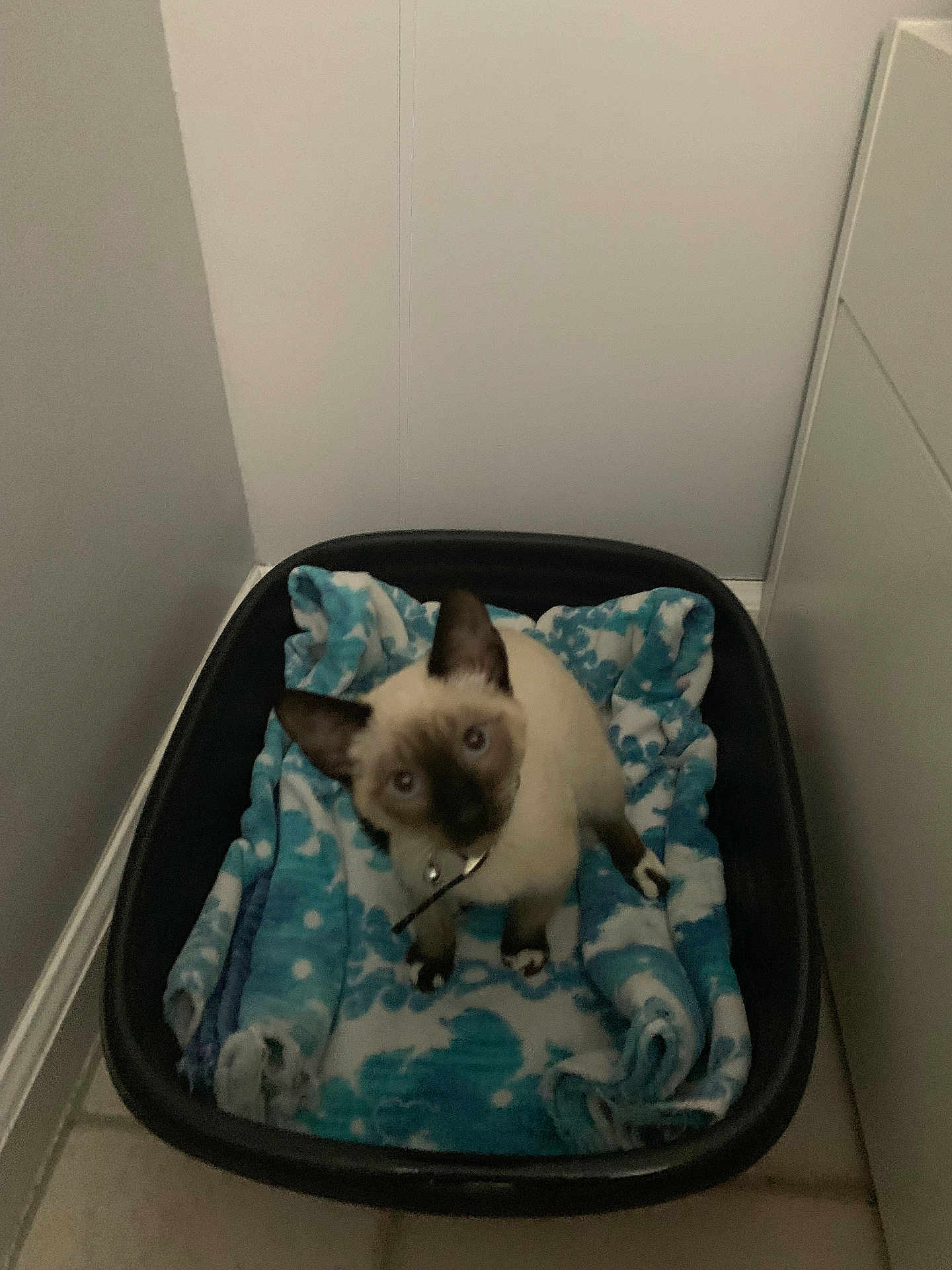 Pita is registered to the contest to win money with this photo: kitten, siamese_cat, pet_bed, blanket, blue_eyes, curious, indoor, floor, tile, corner, black_bed, small_cat, looking_up, cozy, feline, young_cat, domestic_animal, animal, resting_place, head_tilt