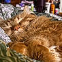 Casey joined the competition — help win amazing prizes! cat, orange_tabby, sleeping, whiskers, furry, cozy, blanket, indoor, closeup, pet, relaxing, fur, cute, domestic_cat, resting, warm, animal, mammal, comfort, soft