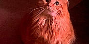 Casey joined the competition — help win amazing prizes! cat, ginger_cat, fluffy, pet, indoor, carpet, curious, wide_eyes, feline, whiskers, sitting, alert, cute, domestic_animal, animal, mammal, paws, fur, portrait, low_light