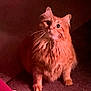 cat, ginger_cat, fluffy, pet, indoor, carpet, curious, wide_eyes, feline, whiskers, sitting, alert, cute, domestic_animal, animal, mammal, paws, fur, portrait, low_light