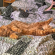 Casey joined the competition — help win amazing prizes! cat, orange_cat, bed, quilt, patterned_bedspread, person, glasses, phone, relaxing, indoor, sleeping_cat, fluffy, comfort, home, lying_down, cozy, resting, feline, nap, casual