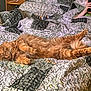 cat, orange_cat, bed, quilt, patterned_bedspread, person, glasses, phone, relaxing, indoor, sleeping_cat, fluffy, comfort, home, lying_down, cozy, resting, feline, nap, casual
