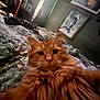 Casey is registered to the contest to win money with this photo: cat, orange_cat, fluffy, bed, blanket, indoor, cozy, furniture, artwork, wall, portrait, pattern, domestic_animal, pet, closeup, whiskers, ears, fur, relaxing, animal