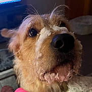 Henry joined the competition — help win amazing prizes! animal, brown_fur, close_up, cozy, curious, dog, domestic_animal, face, frozen, fur, ice, indoor, looking_up, mouth, muzzle, nose, pet, snout, snow, whiskers