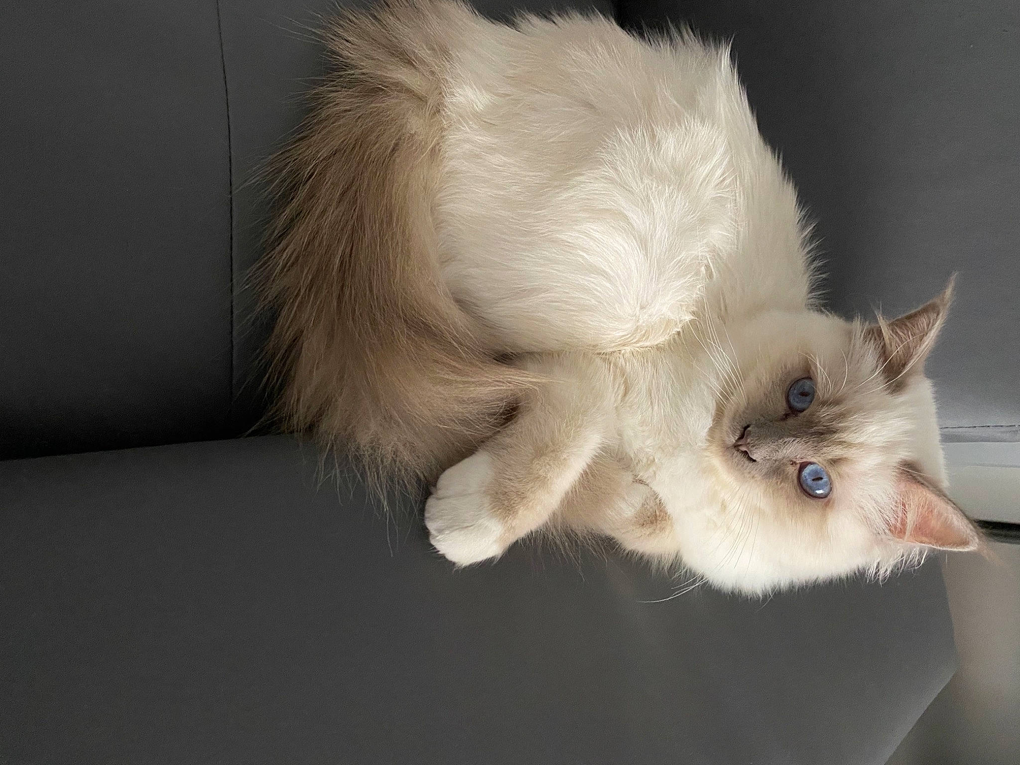 Queeny a rejoint le concours — aidez-le/la à gagner de superbes lots ! balinese, canidae, carnivore, cat, claw, domestic_short_haired_cat, ear, eye, eyelash, fawn, felidae, fur, musical_instrument, paw, siamese, small_to_medium_sized_cats, snout, tail, thai, whiskers