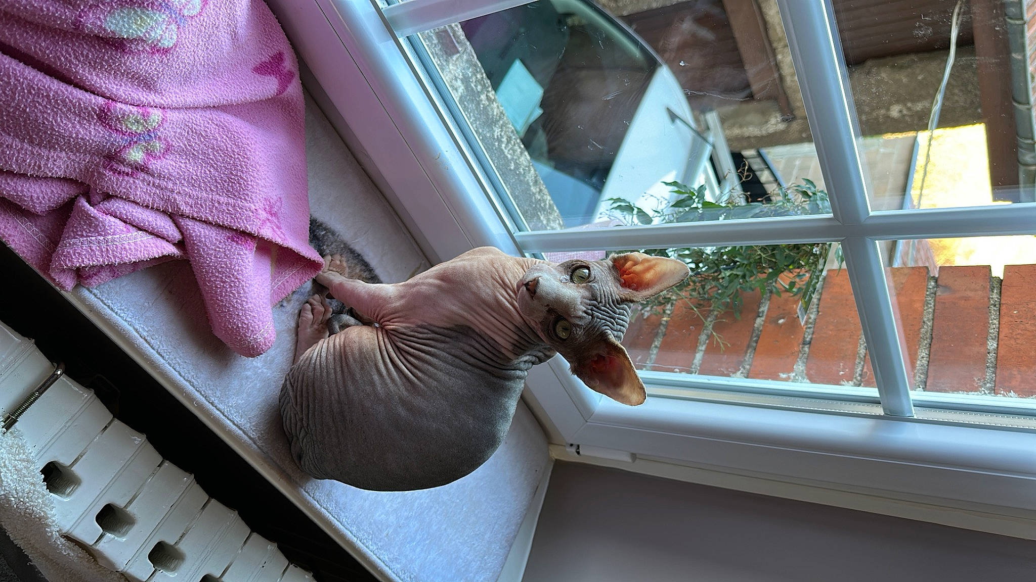 Mickey Blue a rejoint le concours — aidez-le/la à gagner de superbes lots ! automotive_window_part, comfort, daylighting, fawn, felidae, glass, human_leg, liver, plant, roof, room, shade, tail, textile, tints_and_shades, vehicle_door, window, window_covering, windshield, wood