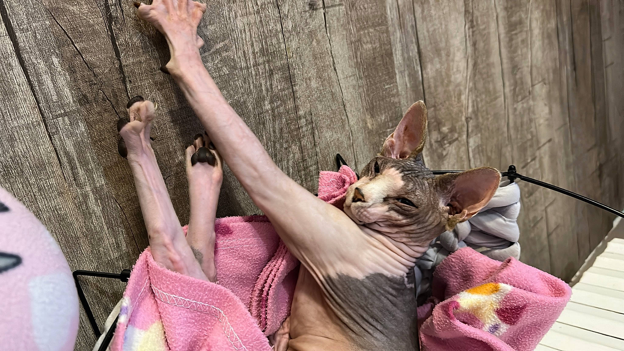 Mickey Blue a rejoint le concours — aidez-le/la à gagner de superbes lots ! child, climbing, companion_dog, dog_breed, fawn, felidae, foot, fun, fur, gesture, grass, human_leg, leisure, nail, pink, recreation, sitting, small_to_medium_sized_cats, tree, whiskers