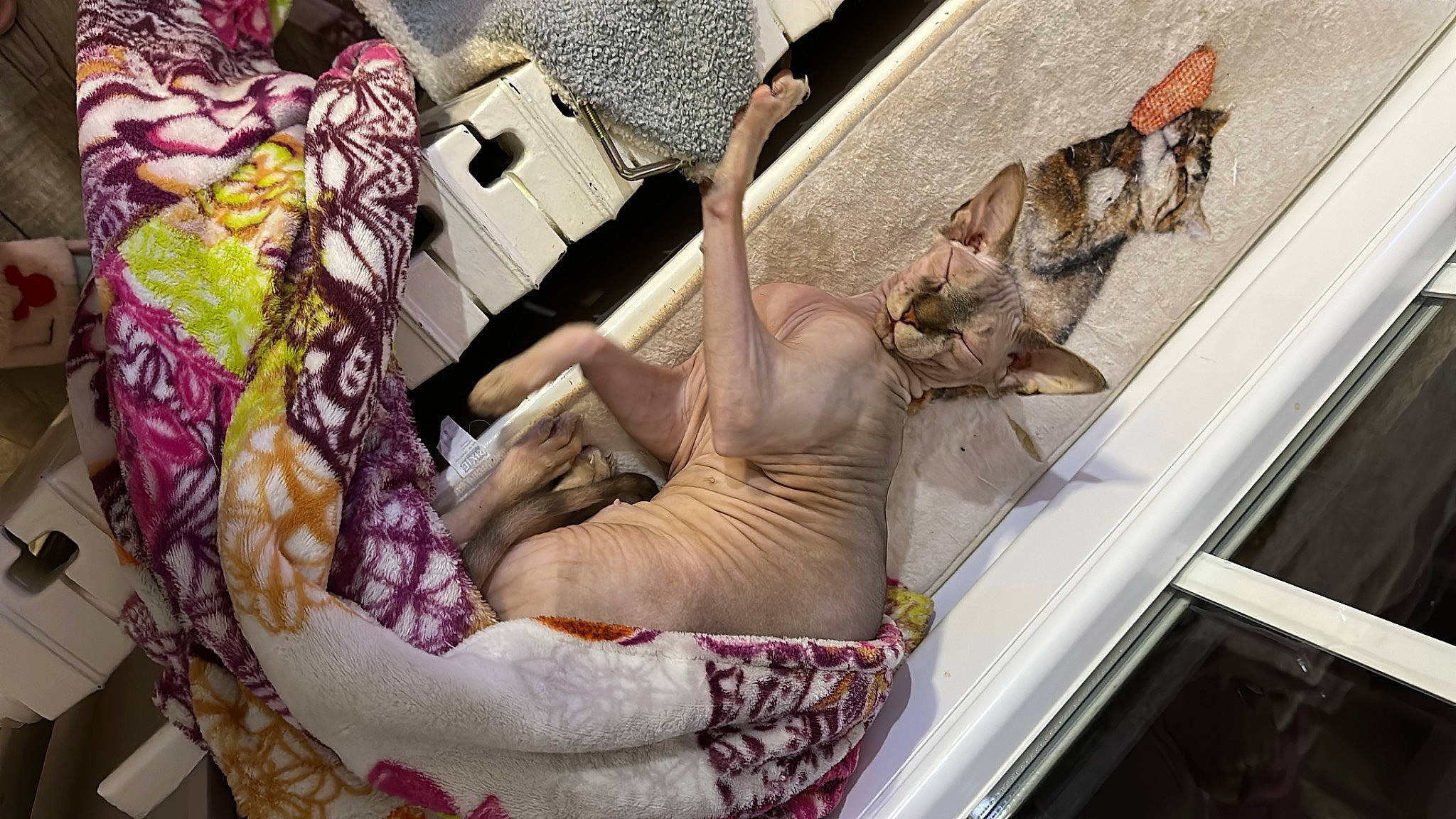 Kyara participe au concours pour gagner de l'argent avec cette photo : art, collection, comfort, fashion_design, fawn, felidae, fur, human_leg, linens, magenta, metal, pattern, retail, room, sculpture, thread, visual_arts, wood