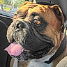 dog, bulldog, pet, animal, portrait, close_up, face, wrinkles, tongue, panting, brown_coat, black_muzzle, collar, car, vehicle, indoors, passenger, daylight, road_trip, funny_expression