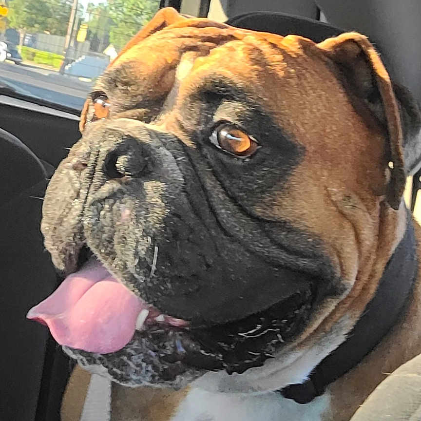 Charlie joined the competition — help win amazing prizes! dog, bulldog, pet, animal, portrait, close_up, face, wrinkles, tongue, panting, brown_coat, black_muzzle, collar, car, vehicle, indoors, passenger, daylight, road_trip, funny_expression