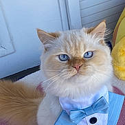 Olaf joined the competition — help win amazing prizes! cat, fluffy, blue_eyes, bow_tie, tuxedo, pet, indoor, portrait, cute, animal, feline, costume, pink_rug, decor, whiskers, ears, tail, sitting, domestic_cat, adorable