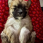 Tongo joined the competition — help win amazing prizes! puppy, dog, small_dog, fluffy, shih_tzu, pet, animal, portrait, sitting, cute, adorable, fur, white_fur, brown_fur, black_face, floppy_ears, red_blanket, heart_pattern, indoors, closeup