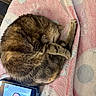 Oscar joined the competition — help win amazing prizes! cat, tabby_cat, sleeping, curled_up, pet, fur, whiskers, paw, blanket, pink_blanket, cozy, nap, indoors, bed, tablet, screen, woman, portrait, relaxed, cute