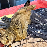 Oscar joined the competition — help win amazing prizes! cat, tabby, feline, pet, animal, lying_down, upside_down, relaxed, playful, green_eyes, whiskers, striped_fur, bed, blanket, bedding, indoors, cozy, portrait, close_up, home