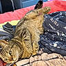 cat, tabby, feline, pet, animal, lying_down, upside_down, relaxed, playful, green_eyes, whiskers, striped_fur, bed, blanket, bedding, indoors, cozy, portrait, close_up, home