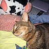 Oscar joined the competition — help win amazing prizes! cat, tabby_cat, sleeping, pet, animal, indoors, bed, clothing, blanket, plush_toy, cow_toy, remote_control, cozy, relaxed, resting, close_up, whiskers, ears, brown_fur, home