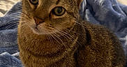 Oscar is registered to the contest to win money with this photo: cat, tabby_cat, pet, animal, feline, portrait, closeup, whiskers, ears, eyes, brown_fur, striped_fur, sitting, blanket, blue_blanket, bed, indoors, cozy, cute, photography
